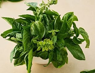 Fresh basil