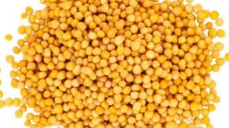 Yellow Mustard