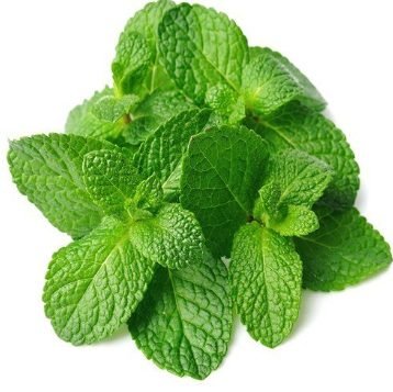 Fresh mint leaves