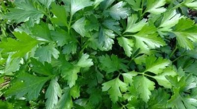 ¼ cup fresh parsley, chopped
