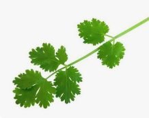 ¼ cup fresh coriander leaves
